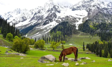 Kashmir Splendor: 05 Nights & 06 Days